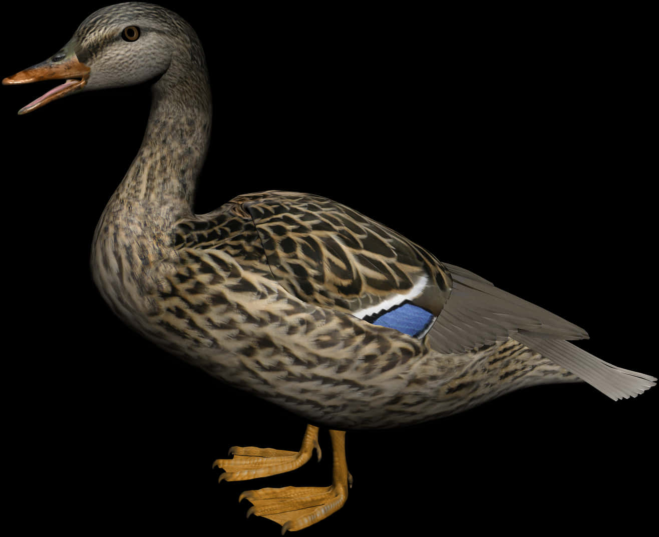 Mallard Duck Profile Black Background PNG with transparent background