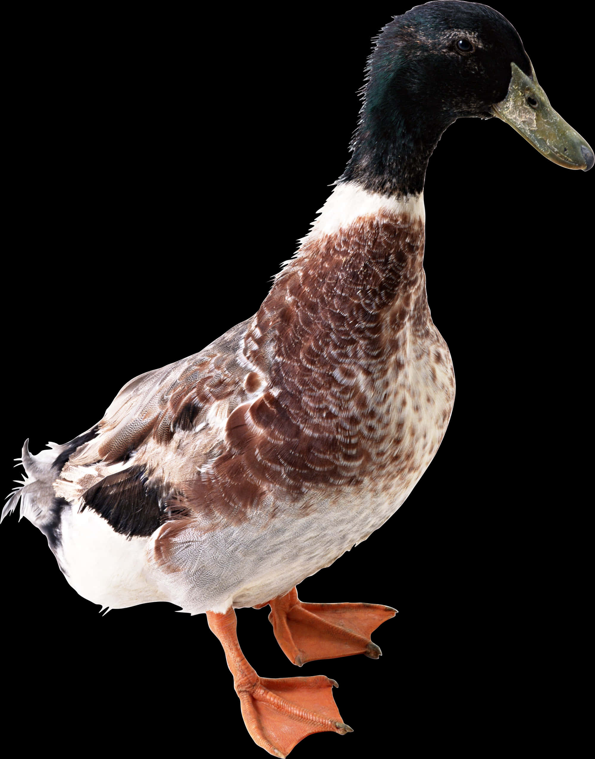 Mallard Duck Profile Black Background.jpg PNG with transparent background