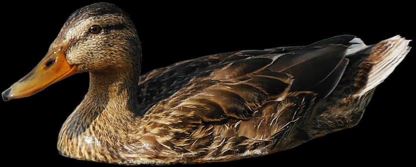 Mallard Duck Profileon Black Background PNG with transparent background