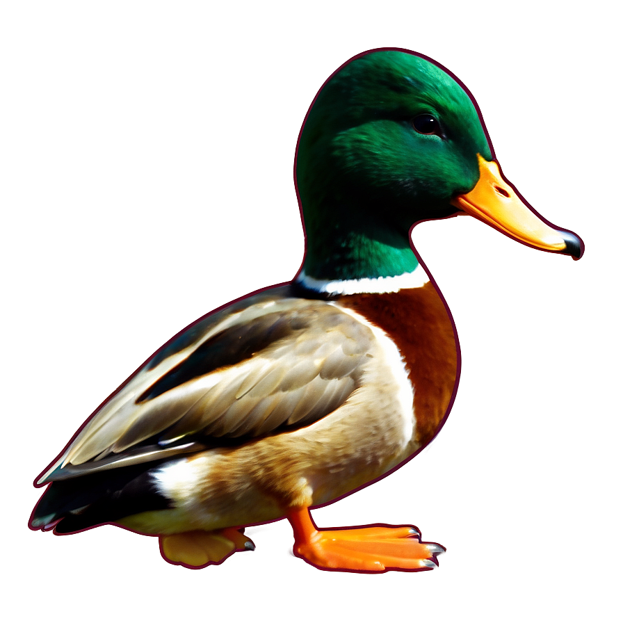 Mallard Duck Standing Png 06262024