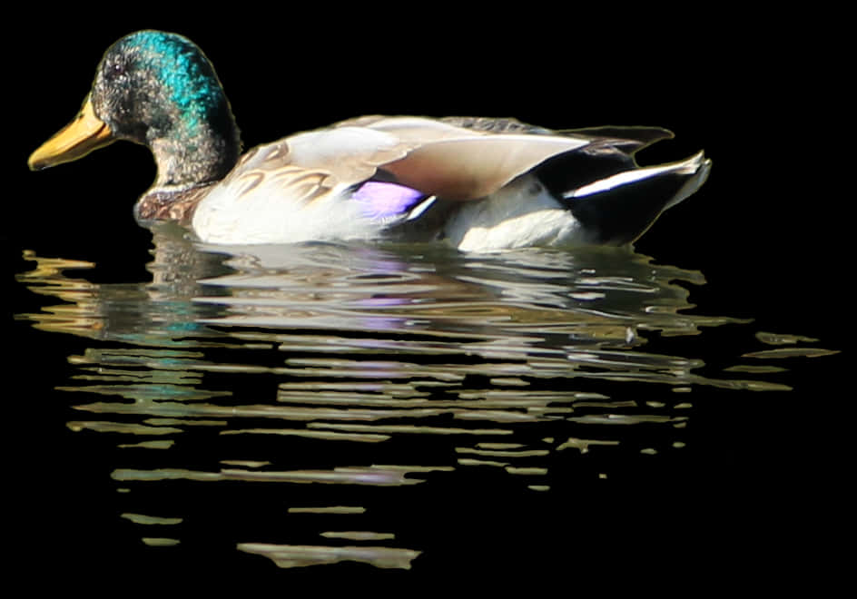Mallard Duck Swimmingin Water PNG with transparent background