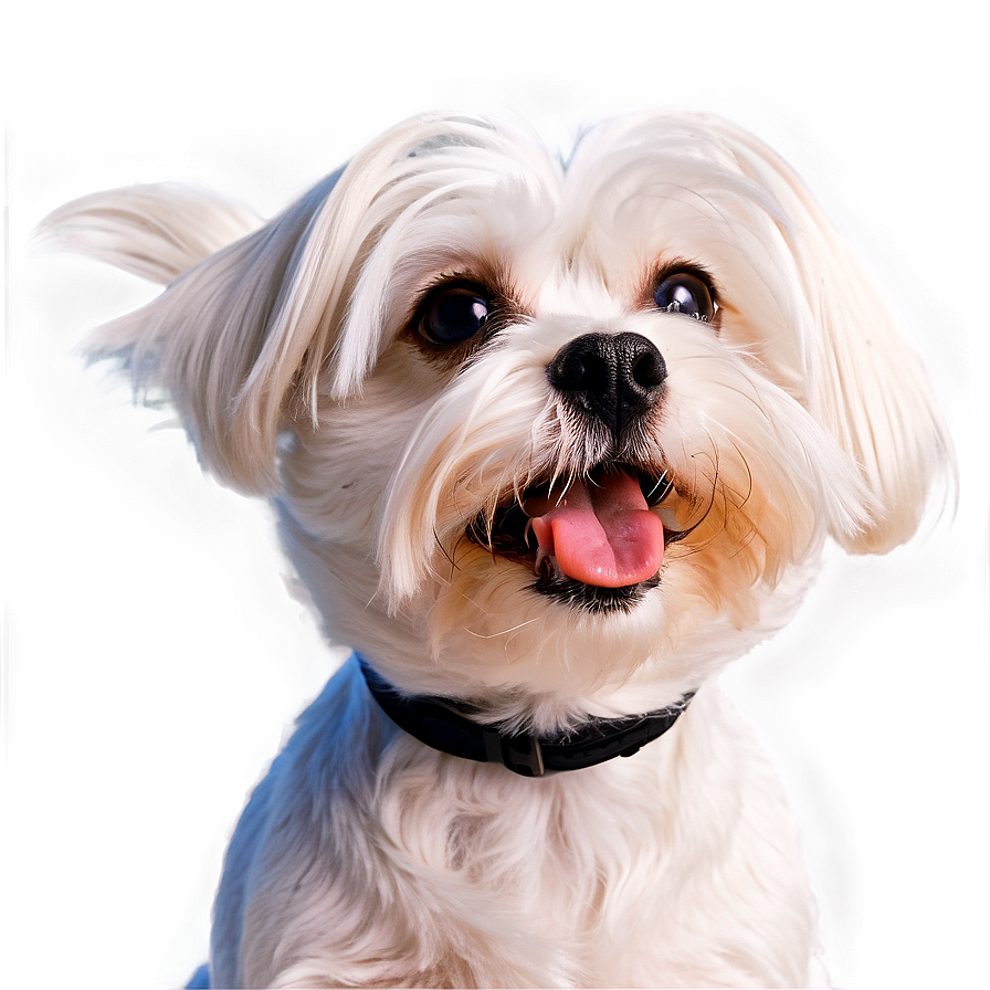 Maltese With Cute Expression Png Mwx97