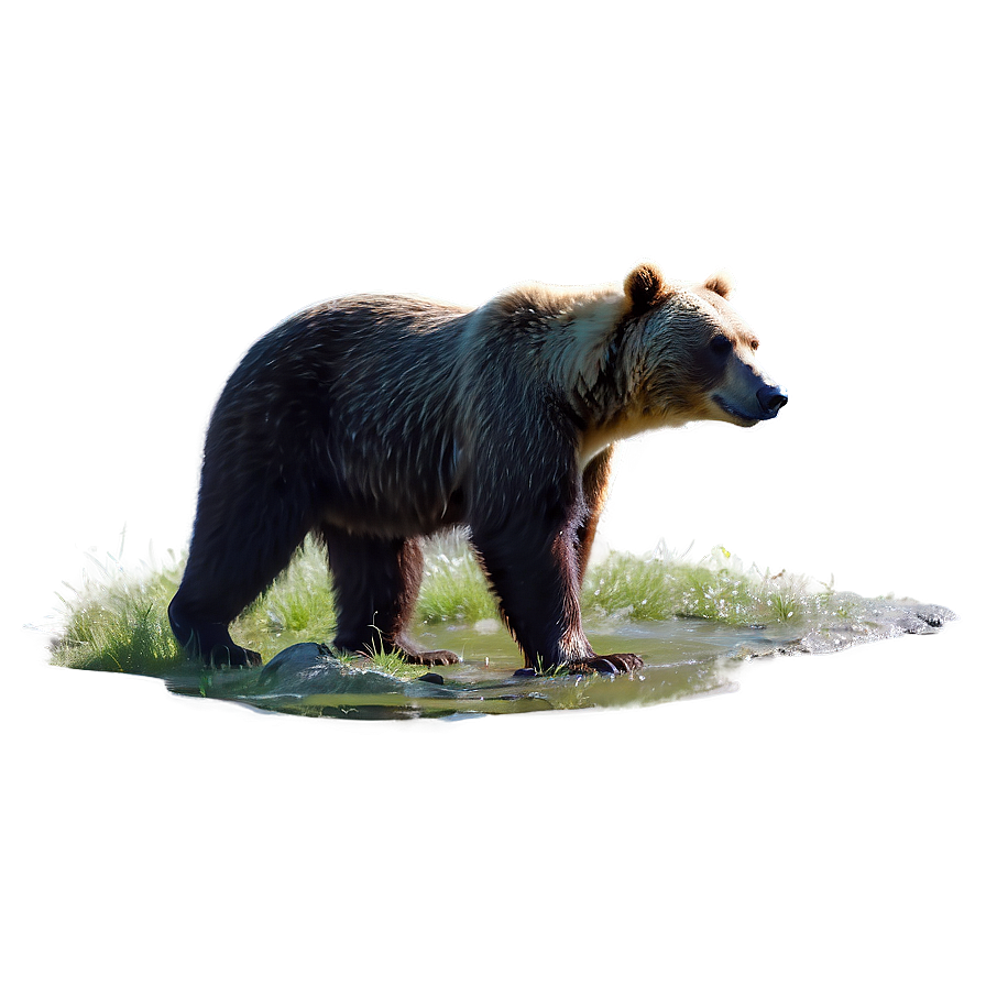 Mama Bear In Nature Scene Png 23