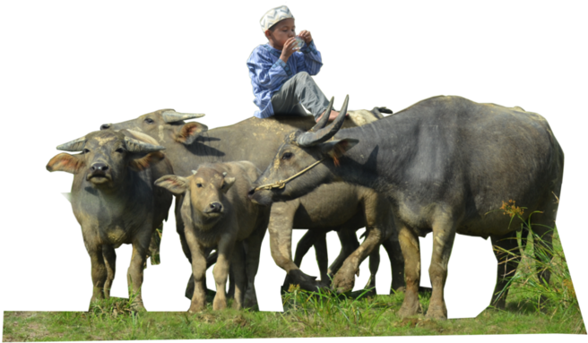 Man Sitting Atop Buffalo Herd