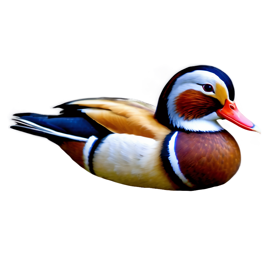 Mandarin Duck Png Uit