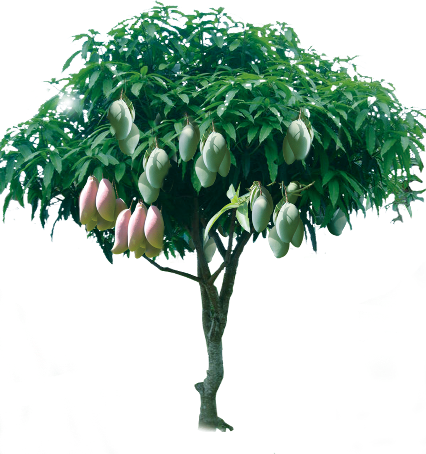 Mango Tree With Ripe Fruit PNG with transparent background