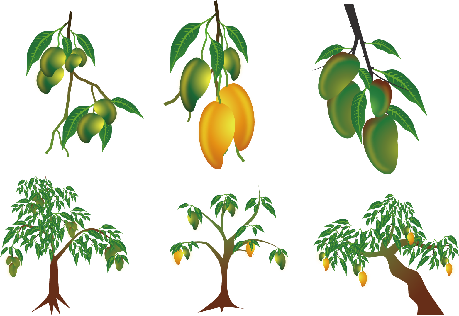 Mango Treeand Fruit Stages PNG with transparent background