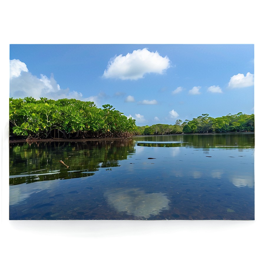 Mangrove Forest Reflection Png 29