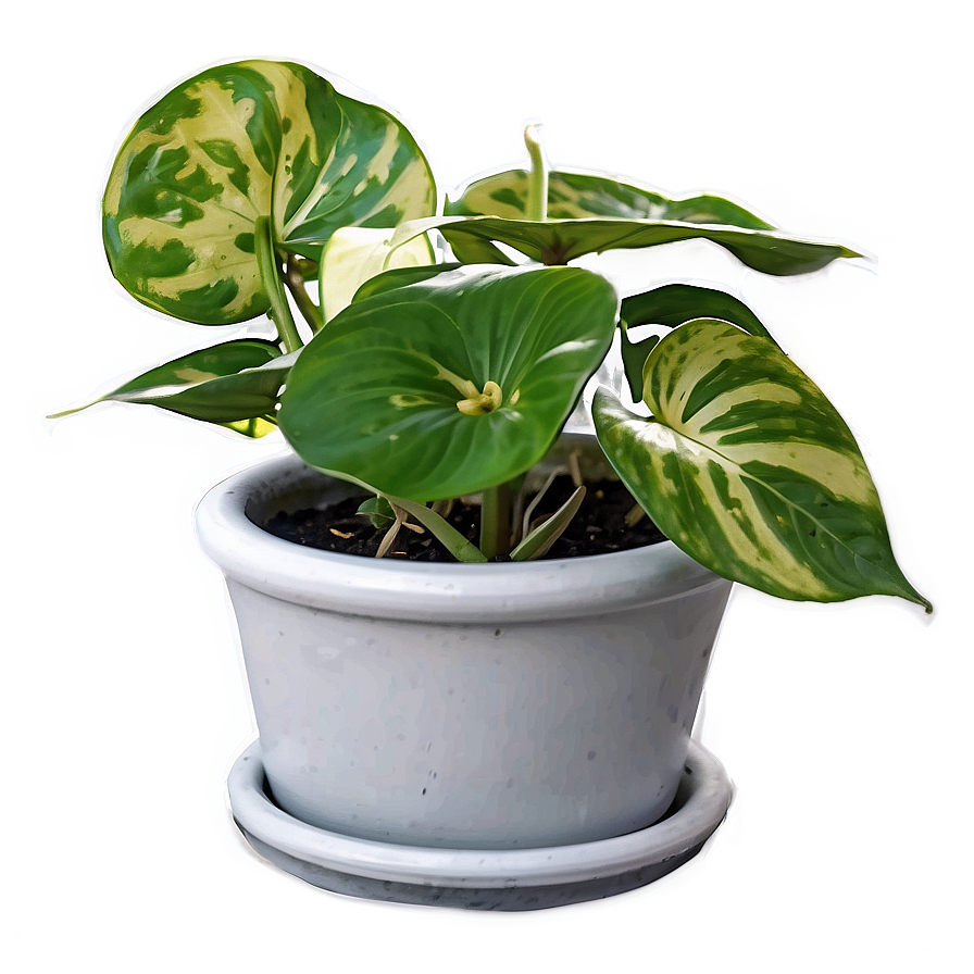 Manjula Pothos Care Sheet Png 06272024