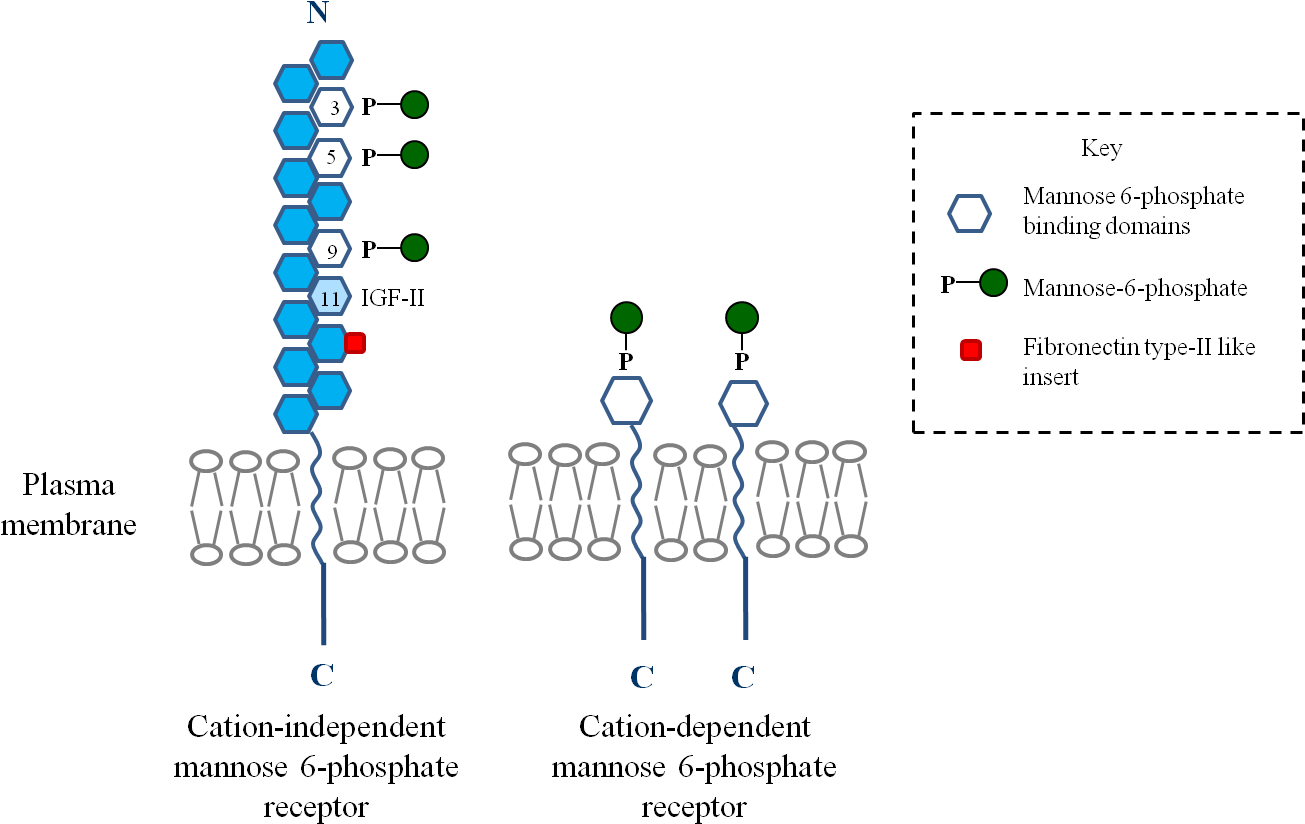 Overall Structure The Cation Independent And The Cation - Mannose 6 Phosphate M6p Pathway, HD Png Download PNG with transparent background