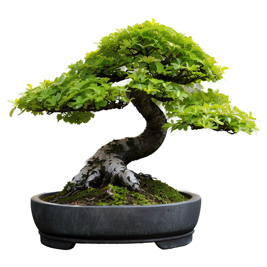 Maple Bonsai Tree Png 29