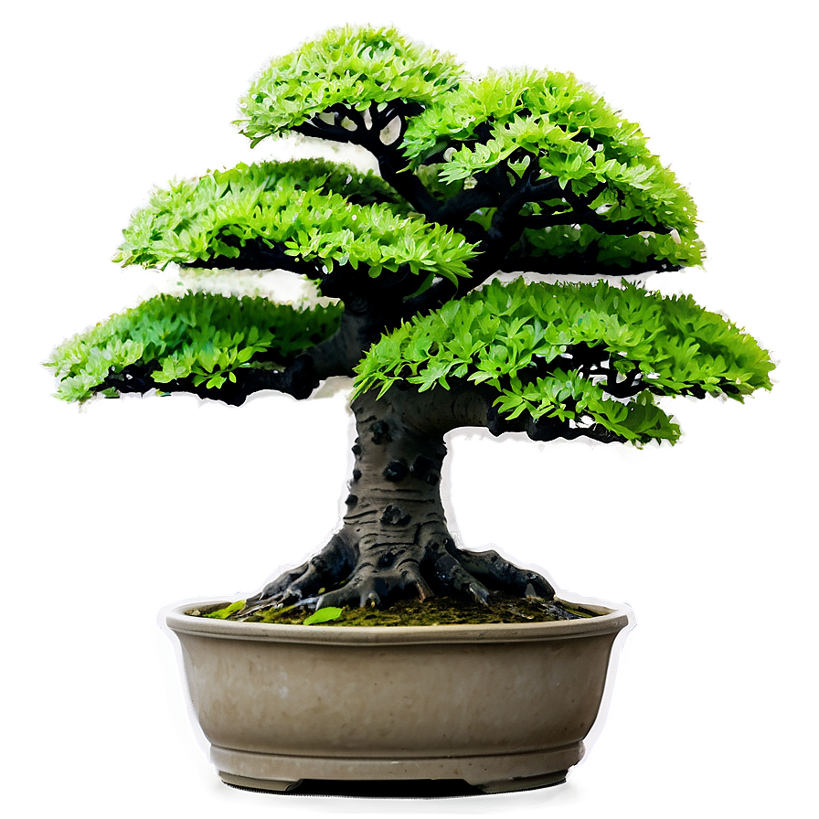 Maple Bonsai Tree Png Udi