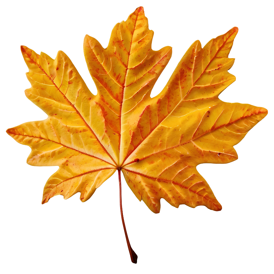 Maple Leaf In Fall Png 05252024