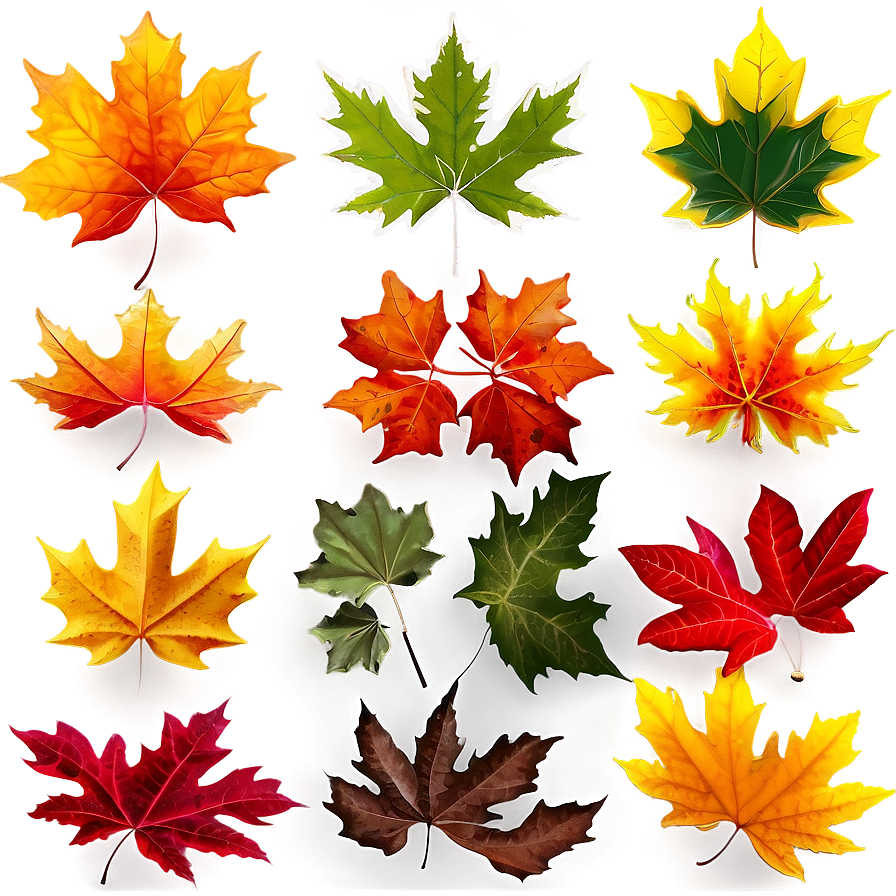 Maple Leaves Png Rrj47