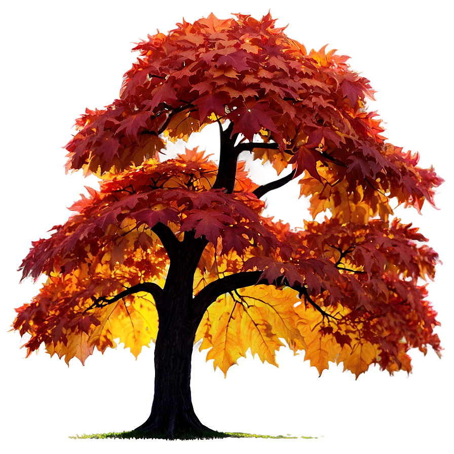 Maple Tree Glowing In Sunset Png Fkr27