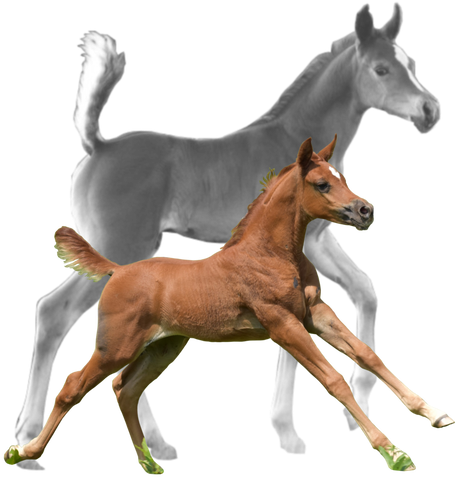 Mareand Foal Bonding