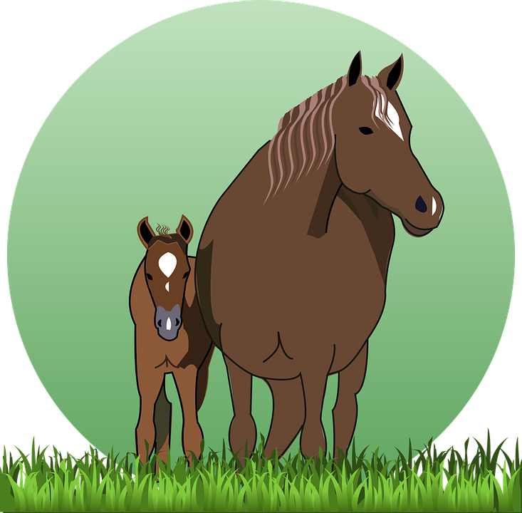 Mareand Foal Bonding