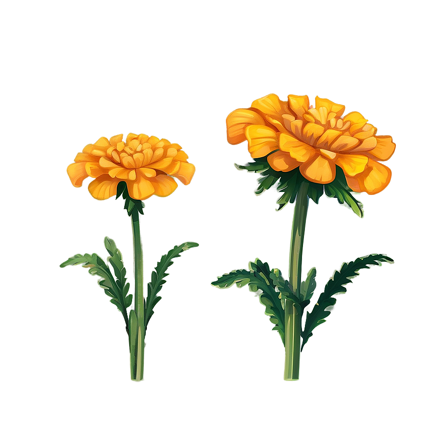 Marigold Cartoon Png 06112024