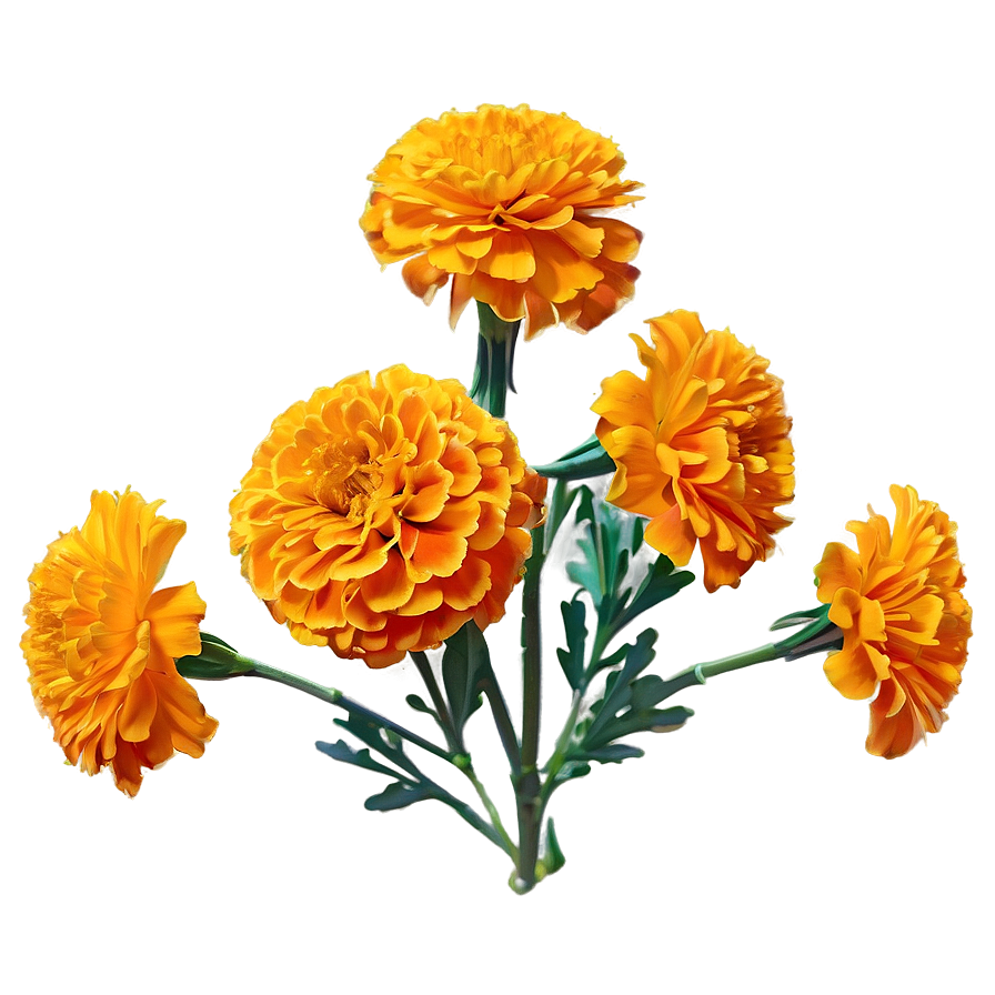 Marigold Festival Png 94