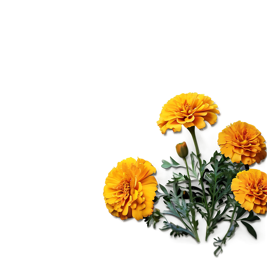 Marigold Floral Arrangement Png 41