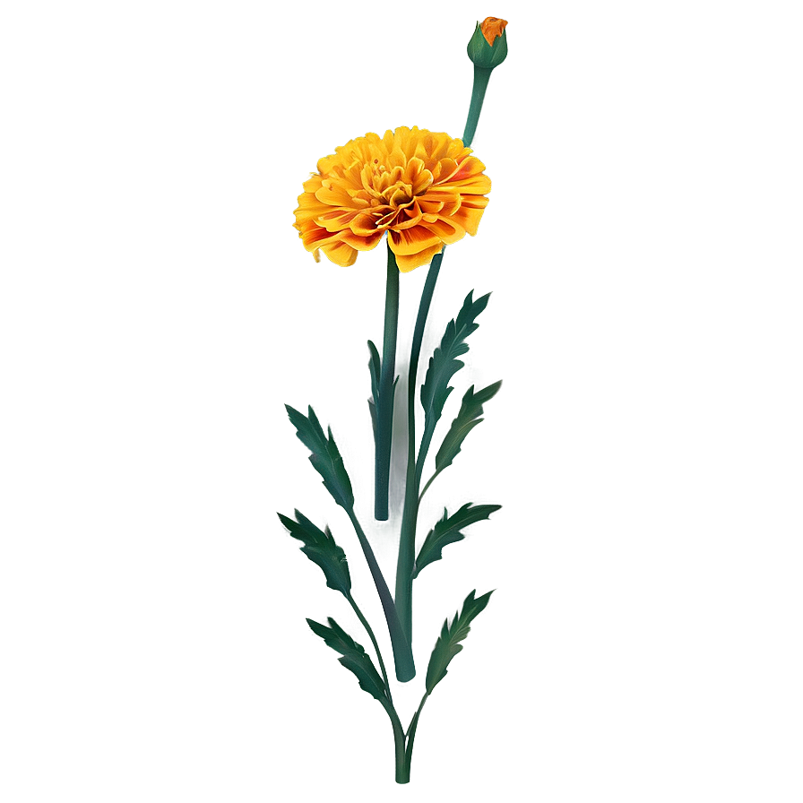 Marigold Floral Design Png 56