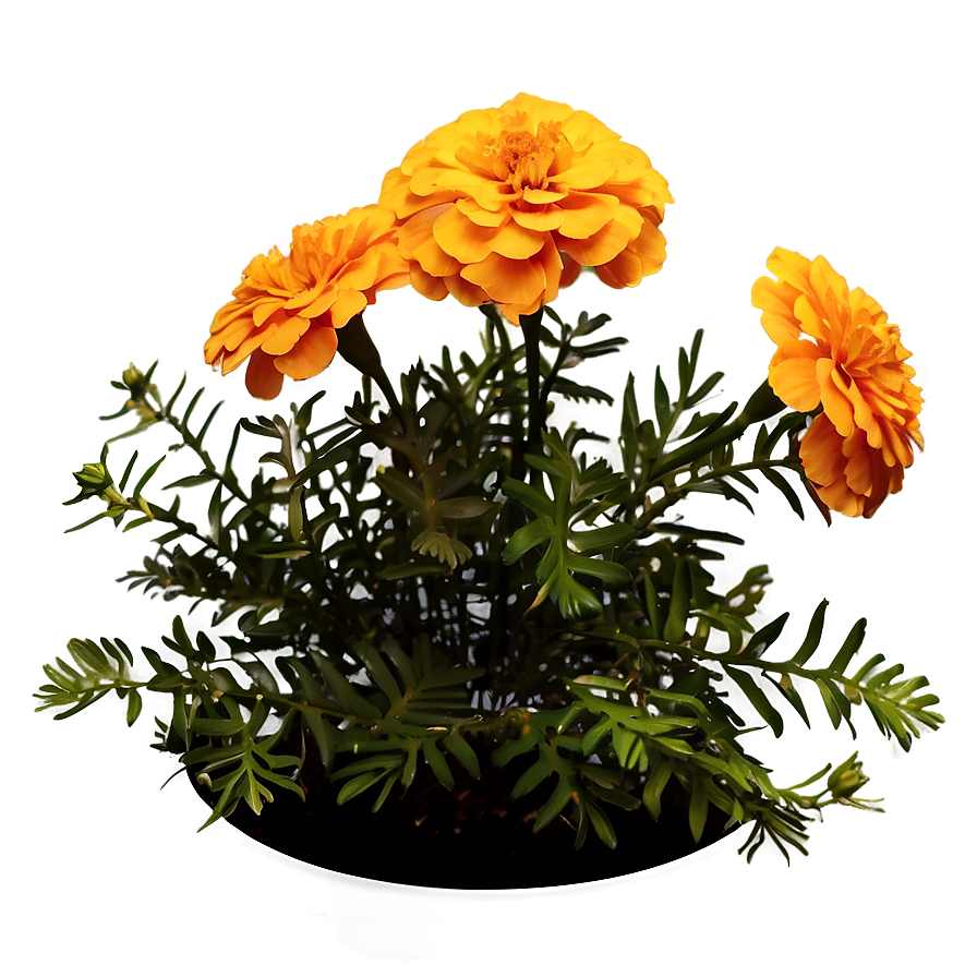 Marigold Flower Bush Png Qku