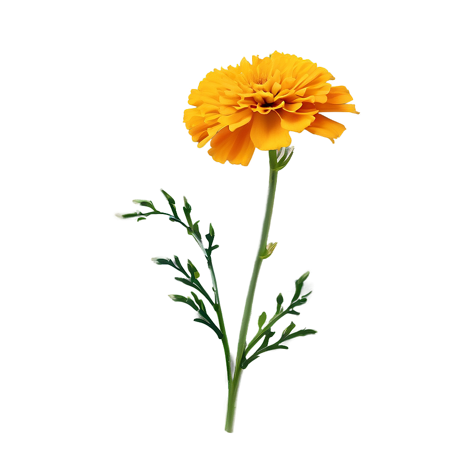 Marigold Flower PNG 06112024 PNG with transparent background