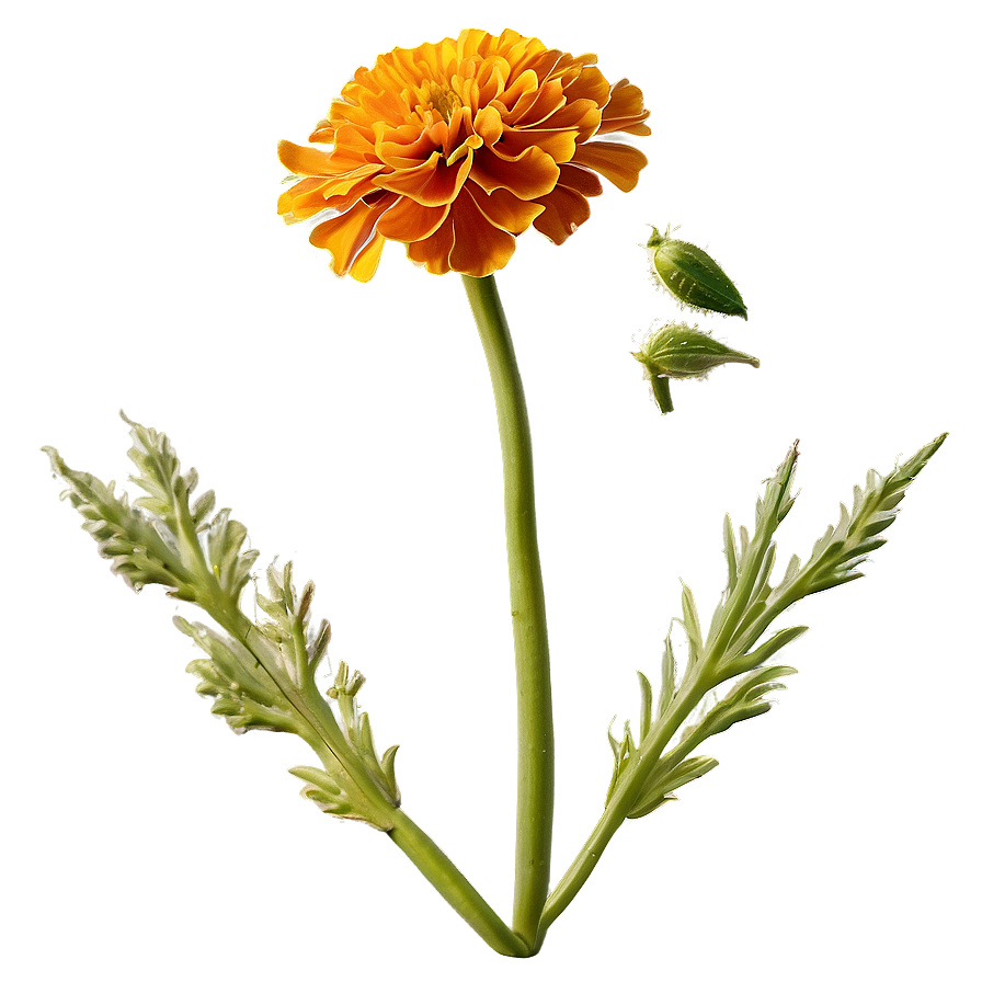 Marigold Flower PNG rol PNG with transparent background