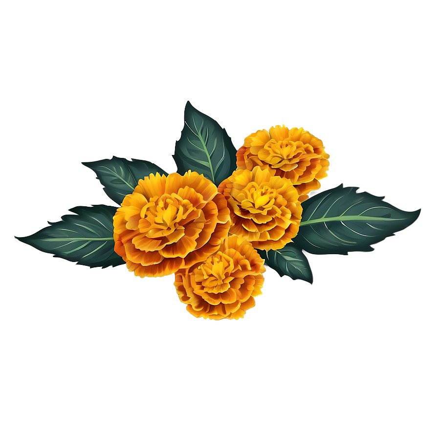 Marigold Illustration Png 69