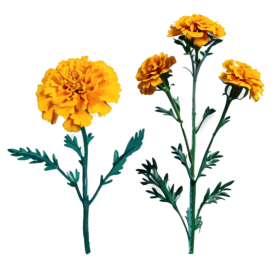 Marigold In Nature Png Xry3