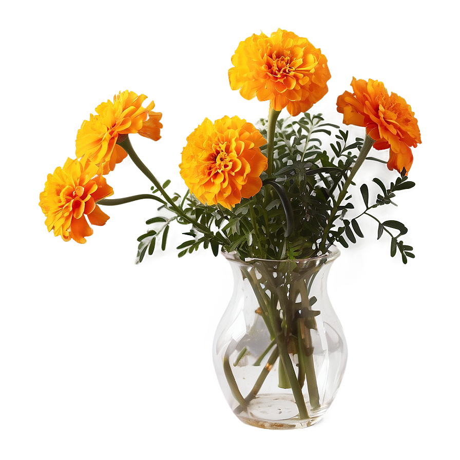 Marigold In Vase Png 06112024