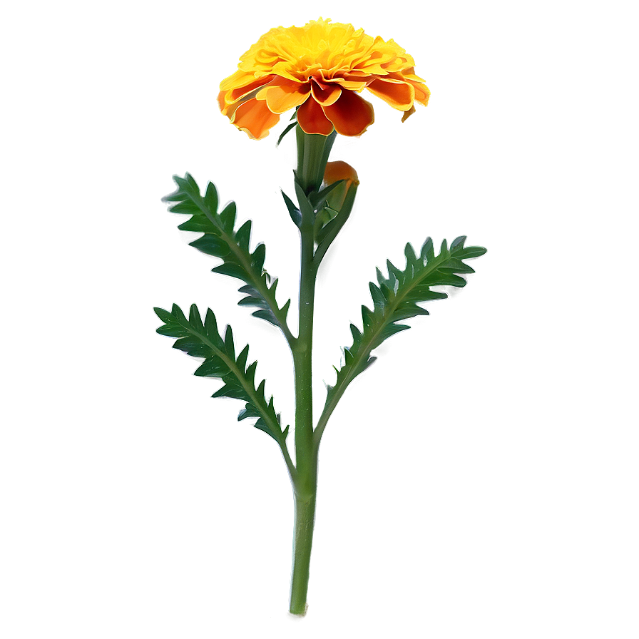 Marigold Medicinal Plant Png 16