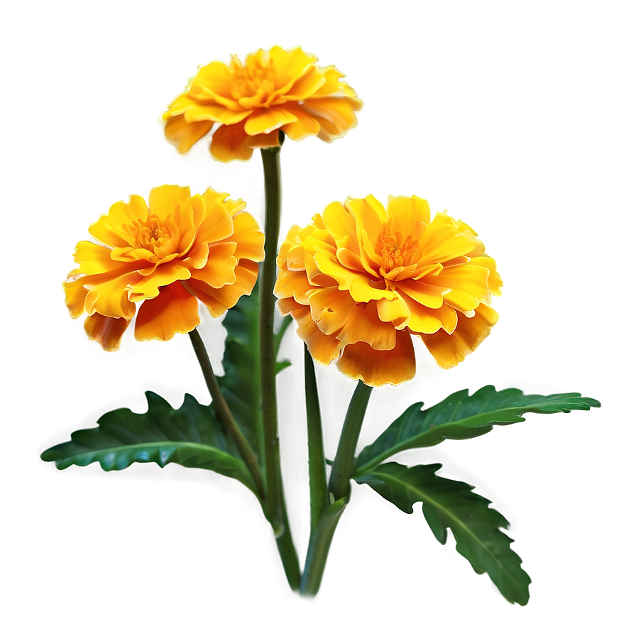 Marigold Plant Png Wqu