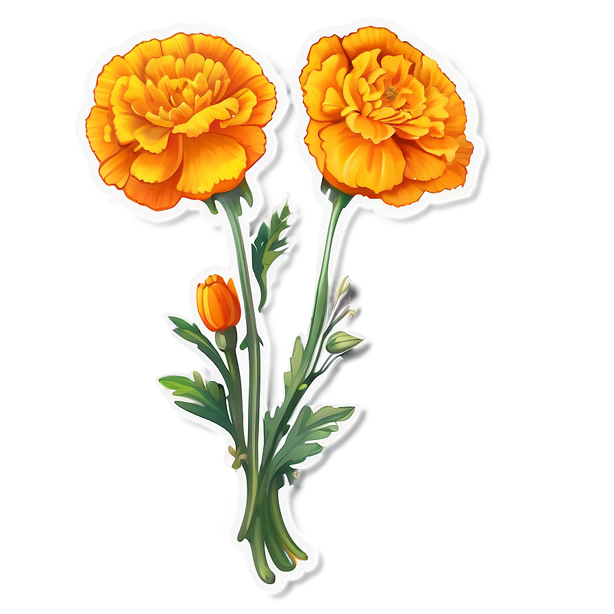 Marigold Sticker Illustration Png 06272024