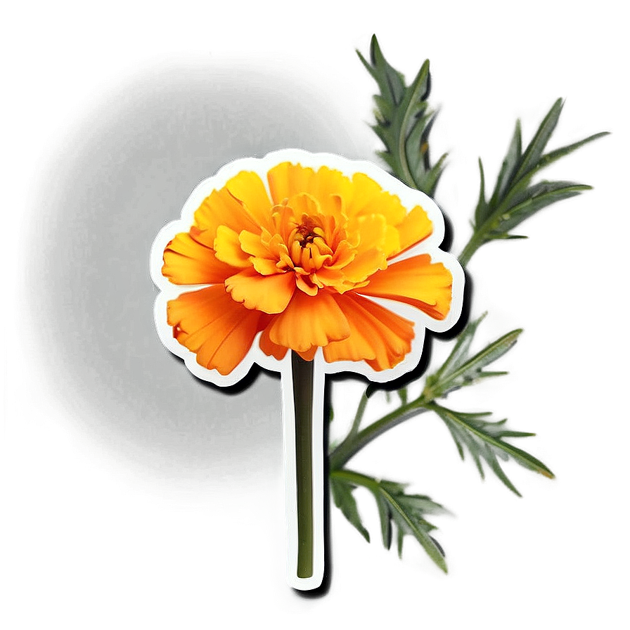 Marigold Sticker Illustration Png Kbe