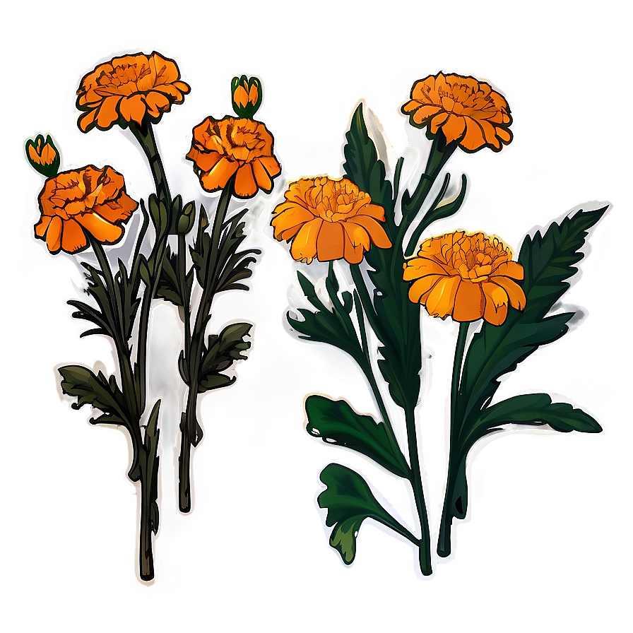 Marigold Sticker Illustration Png Vxg