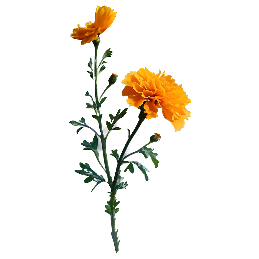 Marigold Sunset Background Png Gff57