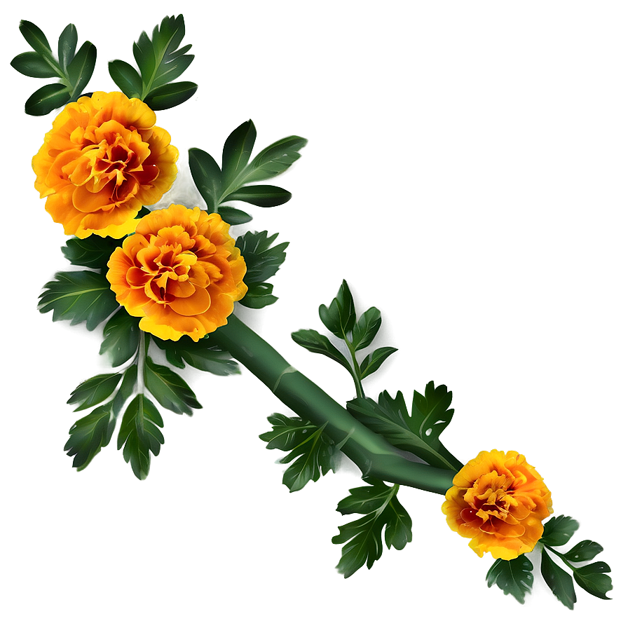 Marigolds Background Png 60