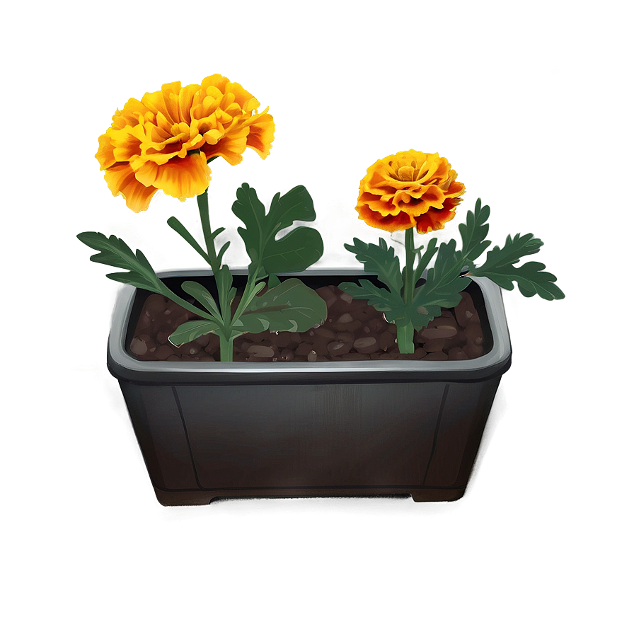 Marigolds In Nature Png Jwa93