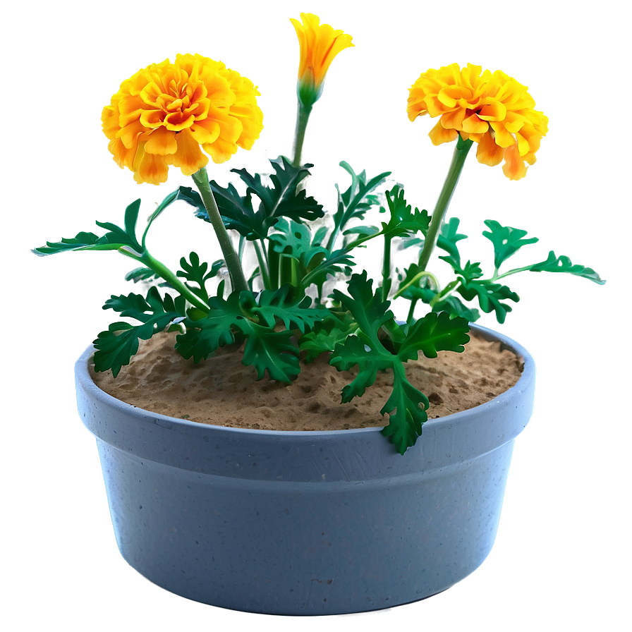 Marigolds In Pot Png Pmc39