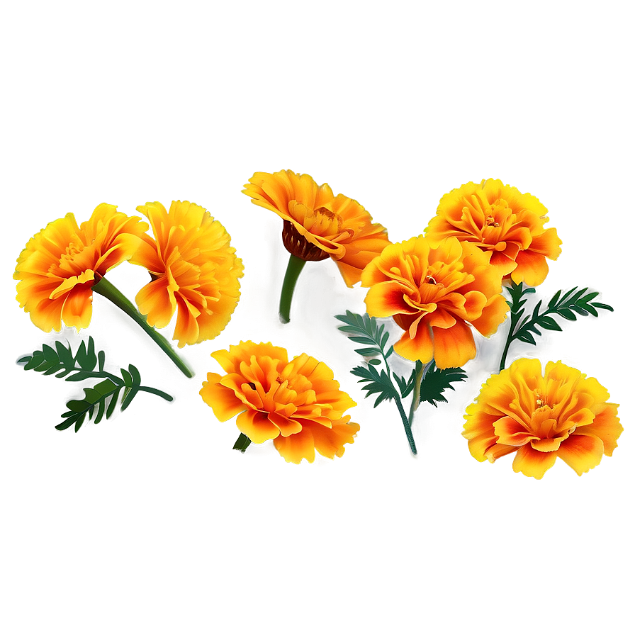 Marigolds On White Background Png Err68