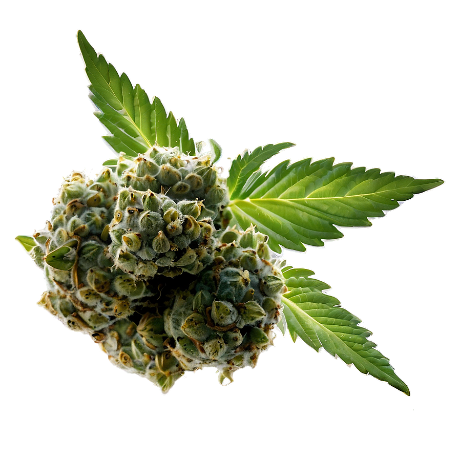 Marijuana Bud PNG 05032024 PNG with transparent background