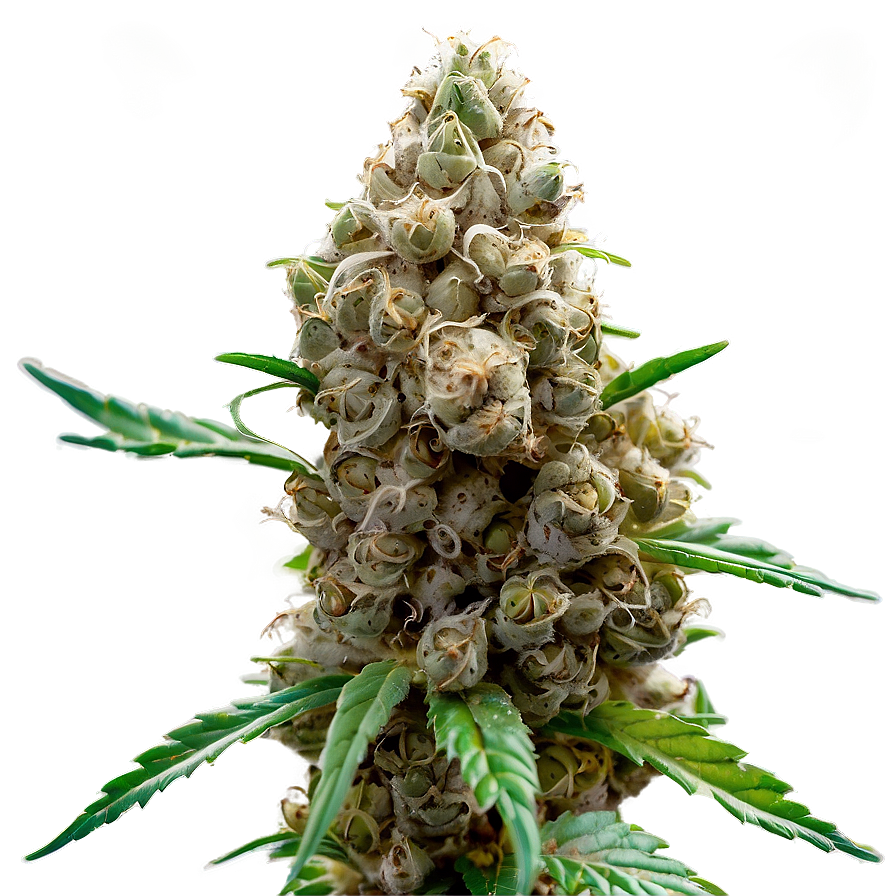 Marijuana Bud PNG 05032024 PNG with transparent background