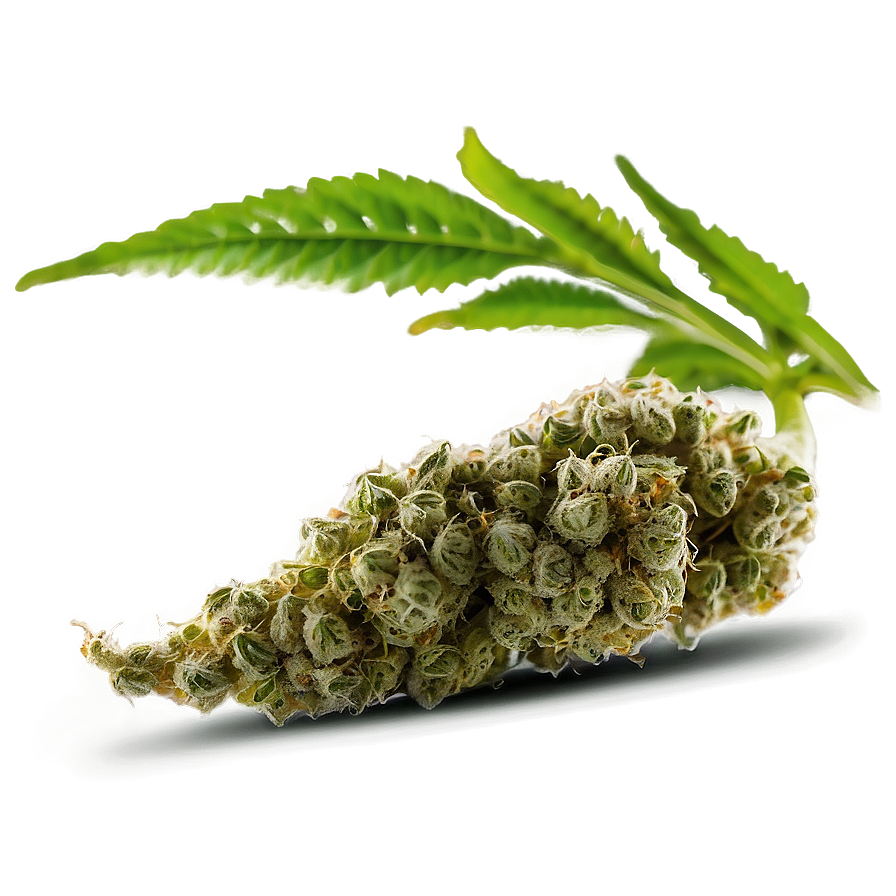Marijuana Bud PNG 66 PNG with transparent background