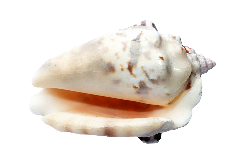 Marine Conch Shell Isolated