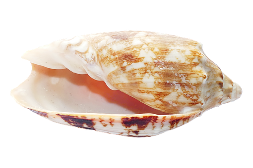 Marine Conch Shell PNG with transparent background