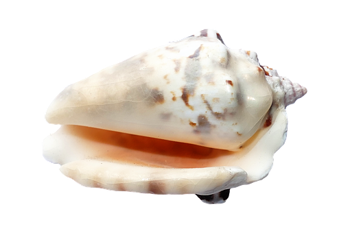 Marine Conch Shellon Black PNG with transparent background