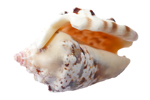Marine Conch Shellon Black PNG with transparent background