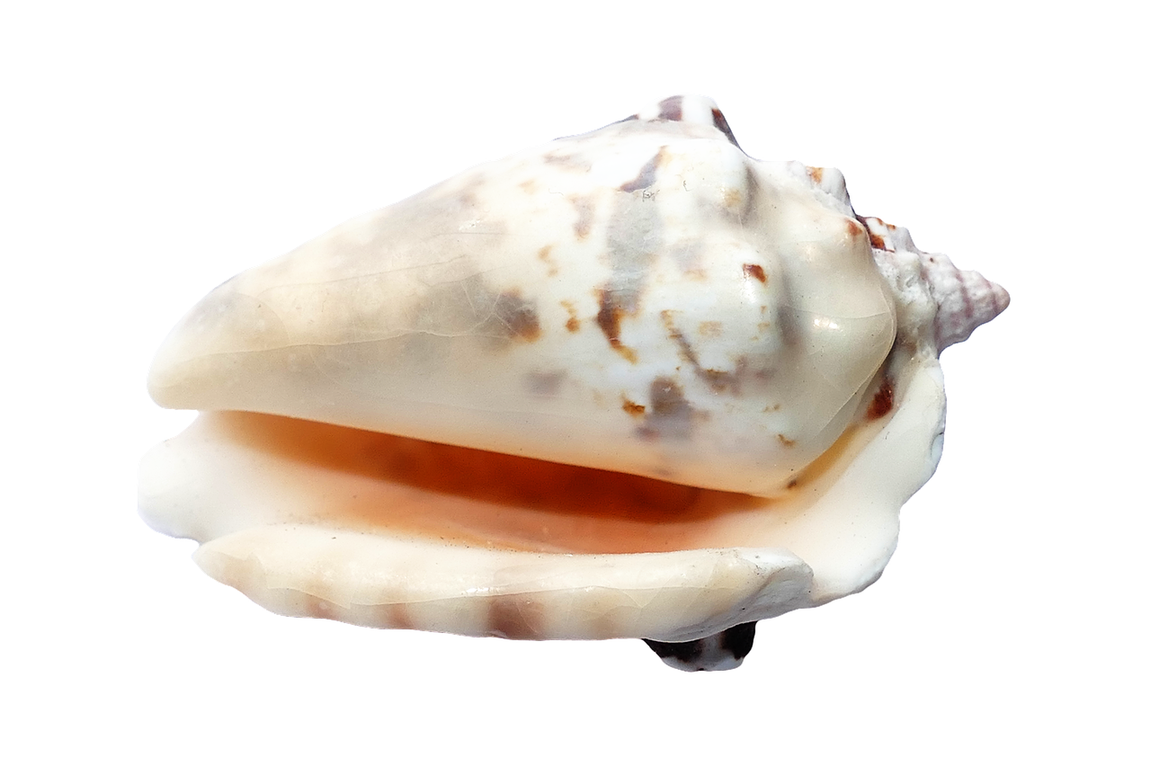 Marine Conch Shellon Black PNG with transparent background
