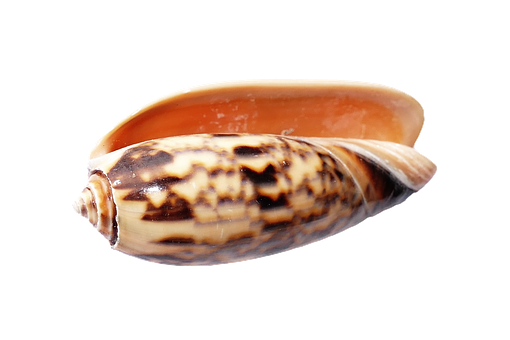 Marine Cone Shell Isolated